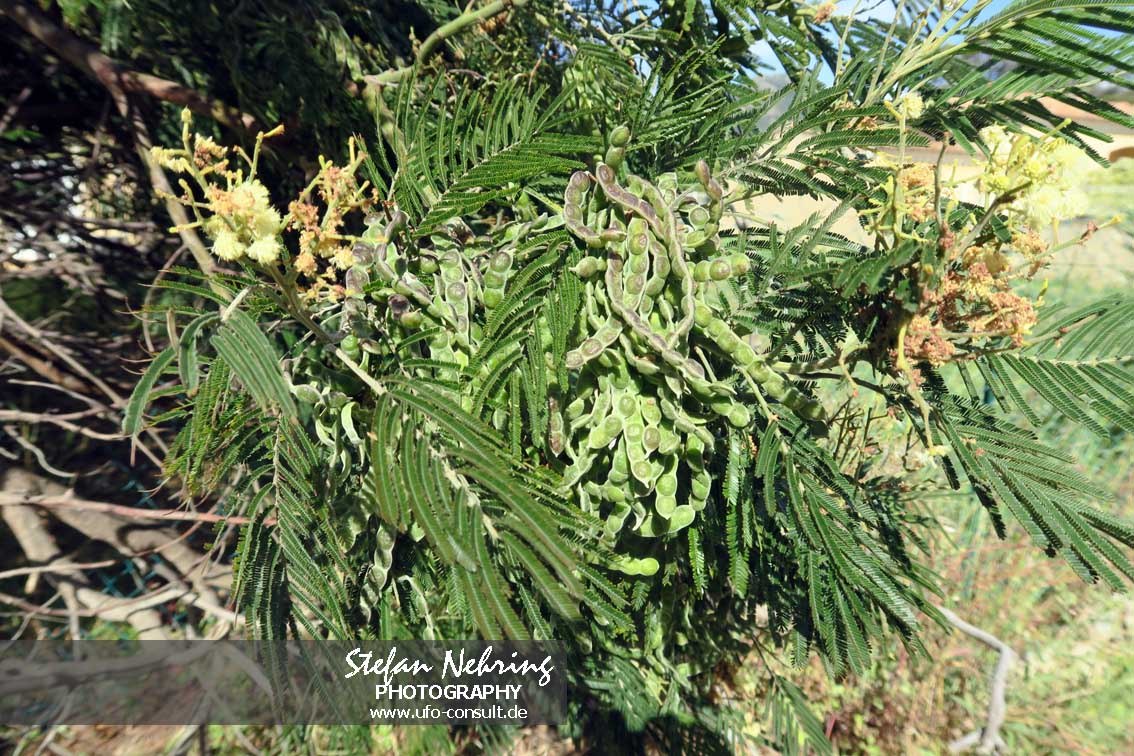Acacia mearnsii (Schwarze Akazie)