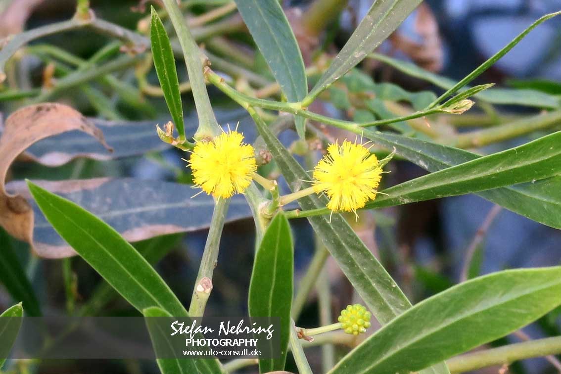 Acacia saligna (Weidenblatt-Akazie)