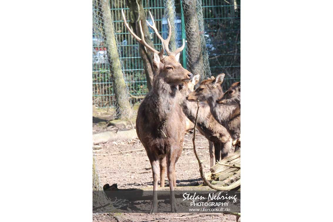 Cervus nippon (Sika)