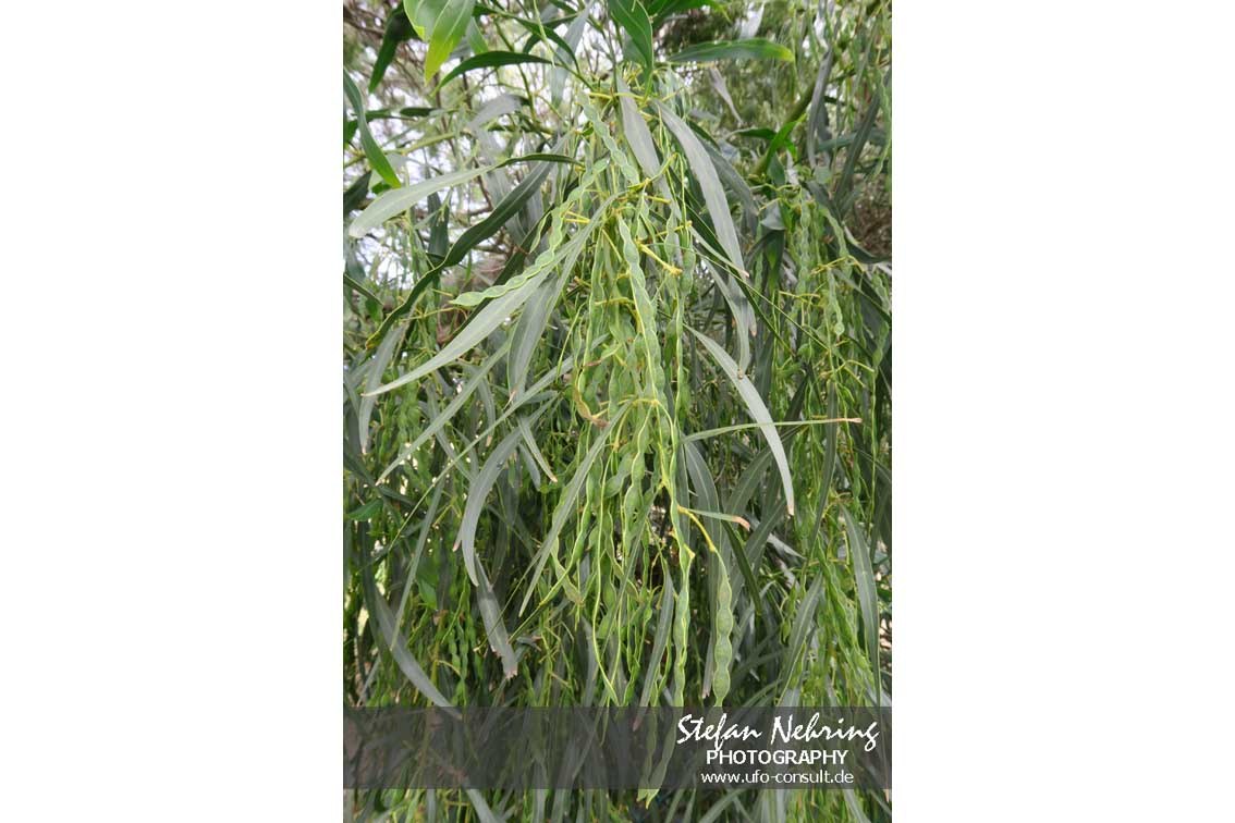Acacia saligna (Weidenblatt-Akazie)