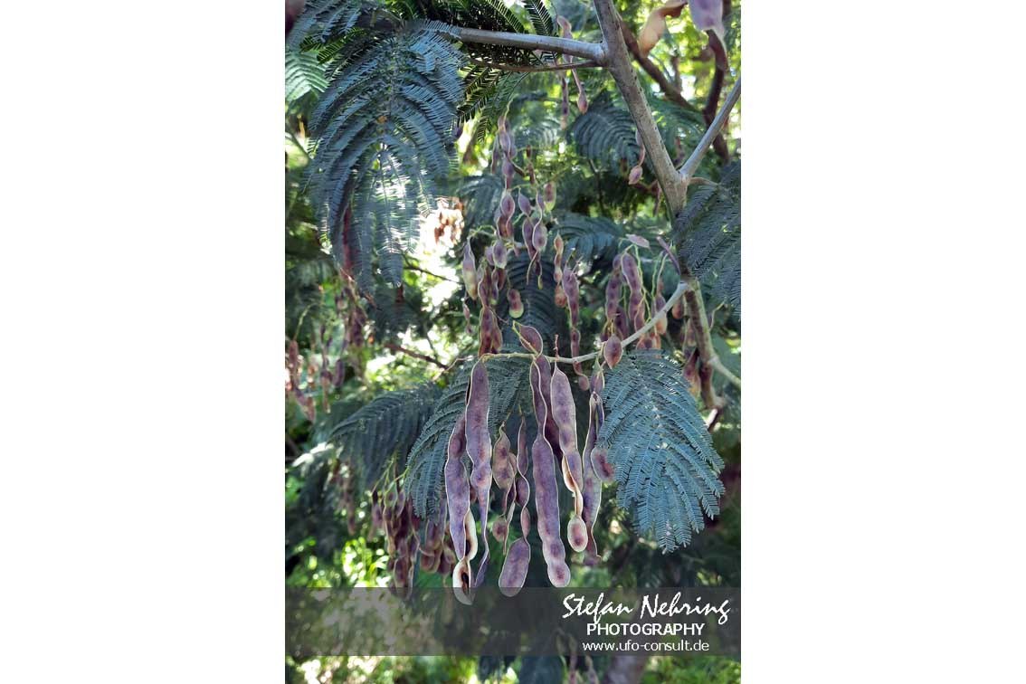 Acacia mearnsii (Schwarze Akazie)