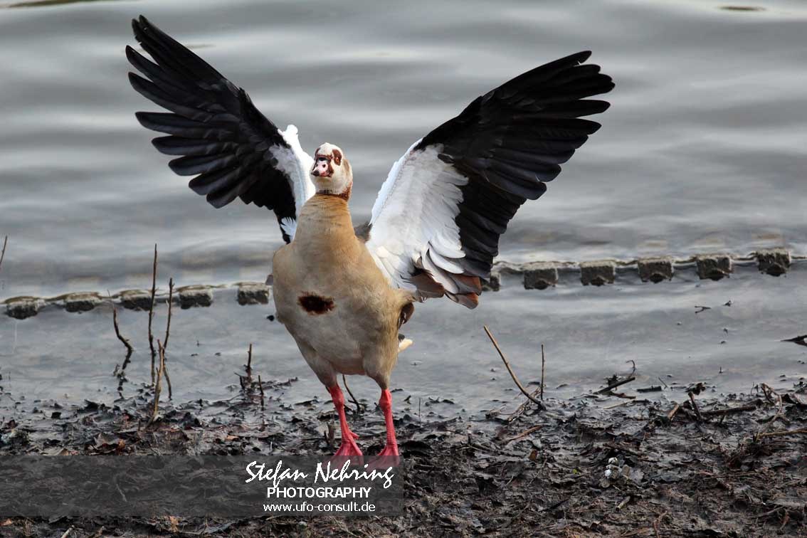 Alopochen aegyptiaca (Nilgans)