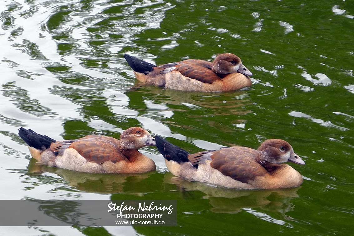 Alopochen aegyptiaca (Nilgans)