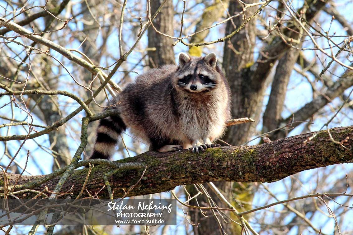 Procyon lotor (Waschbär)